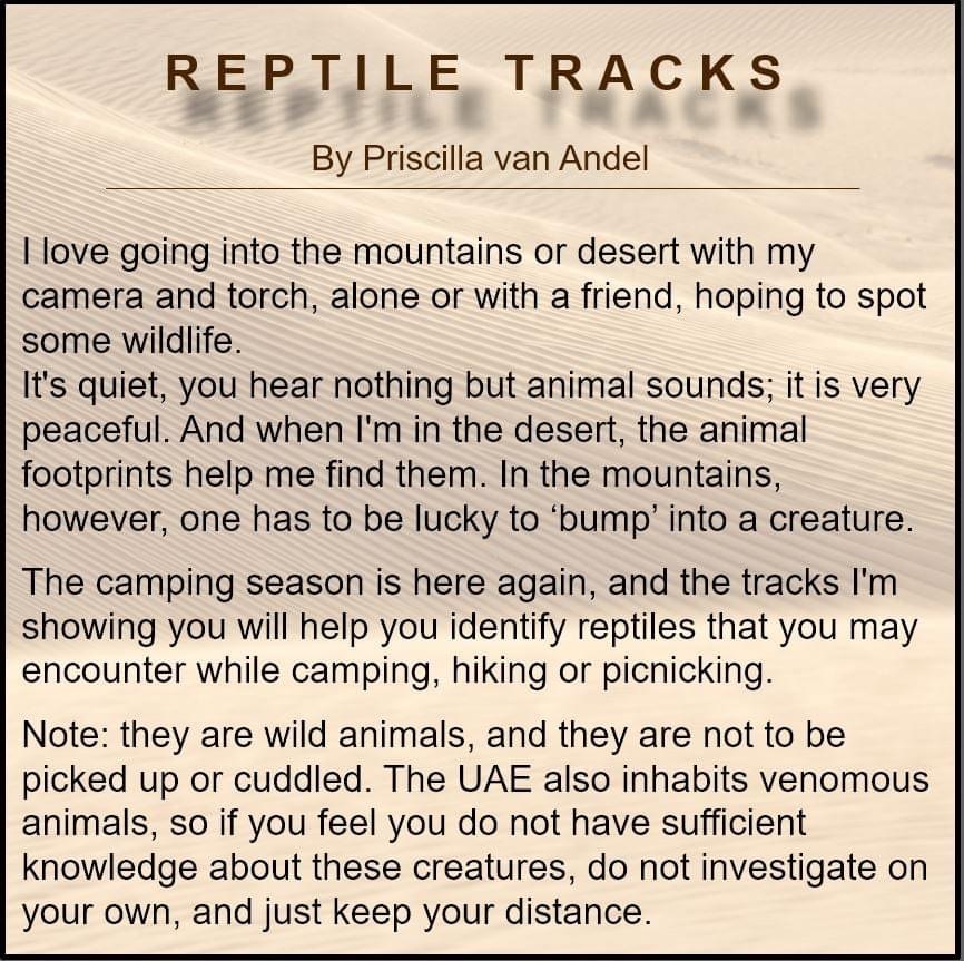 Reptile Tracks