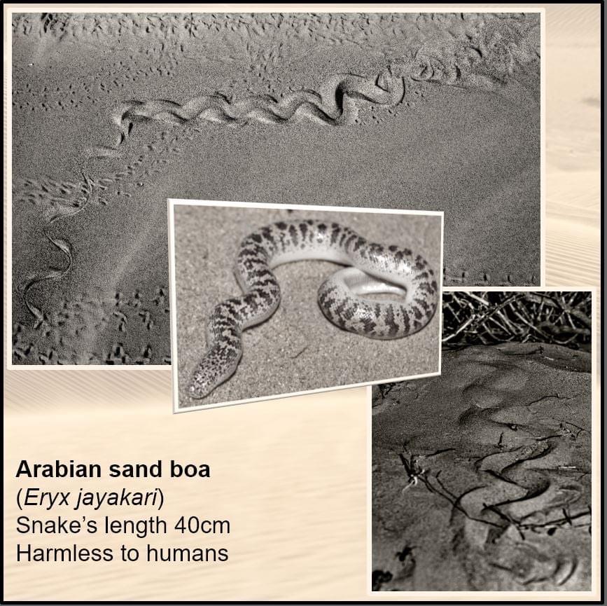 Arabian sand boa tracks