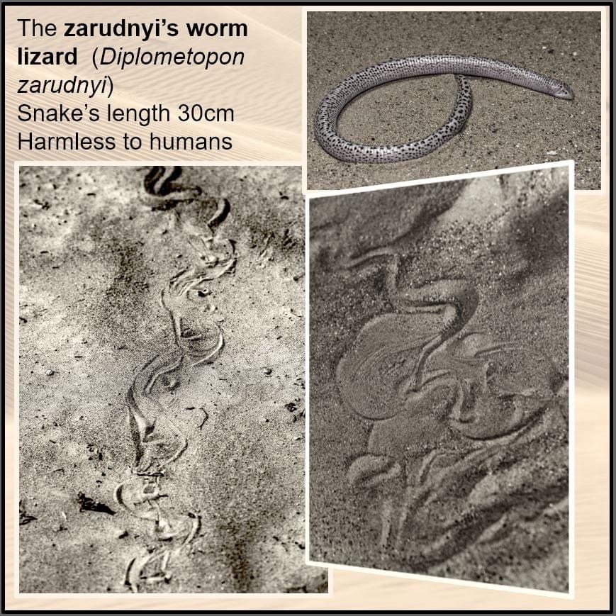 Zarudnyi's worm tracks