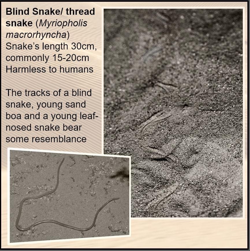 Blind snake tracks