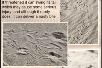 Spiny-tailed lizard tracks