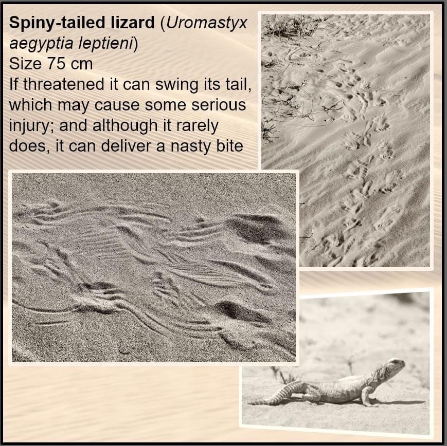 Spiny-tailed lizard tracks