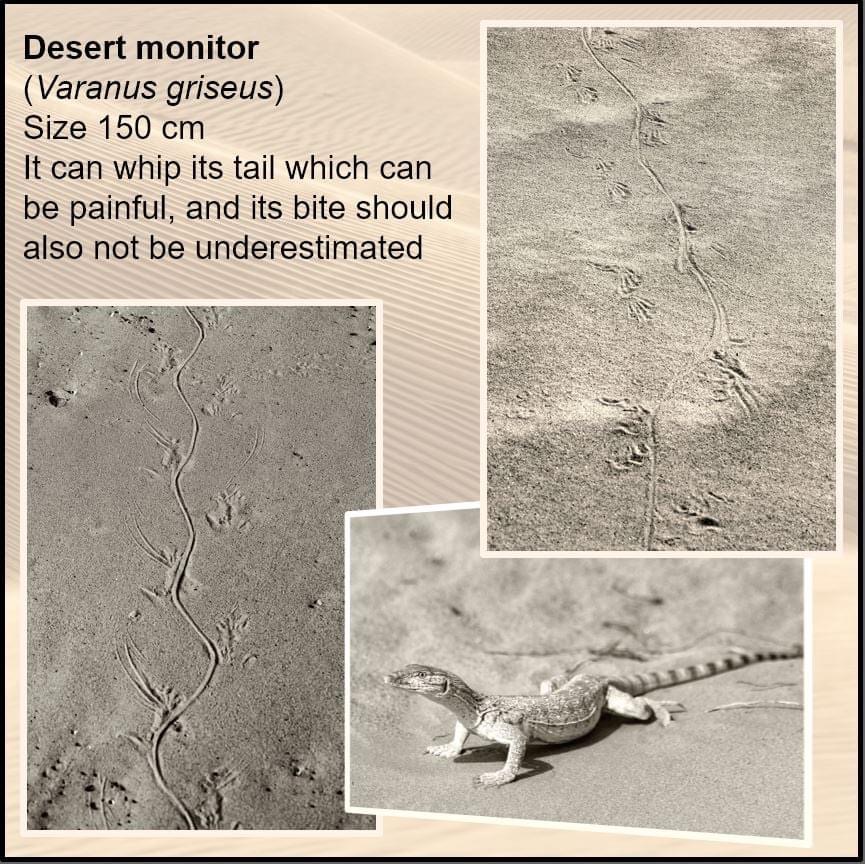 Desert monitor tracks