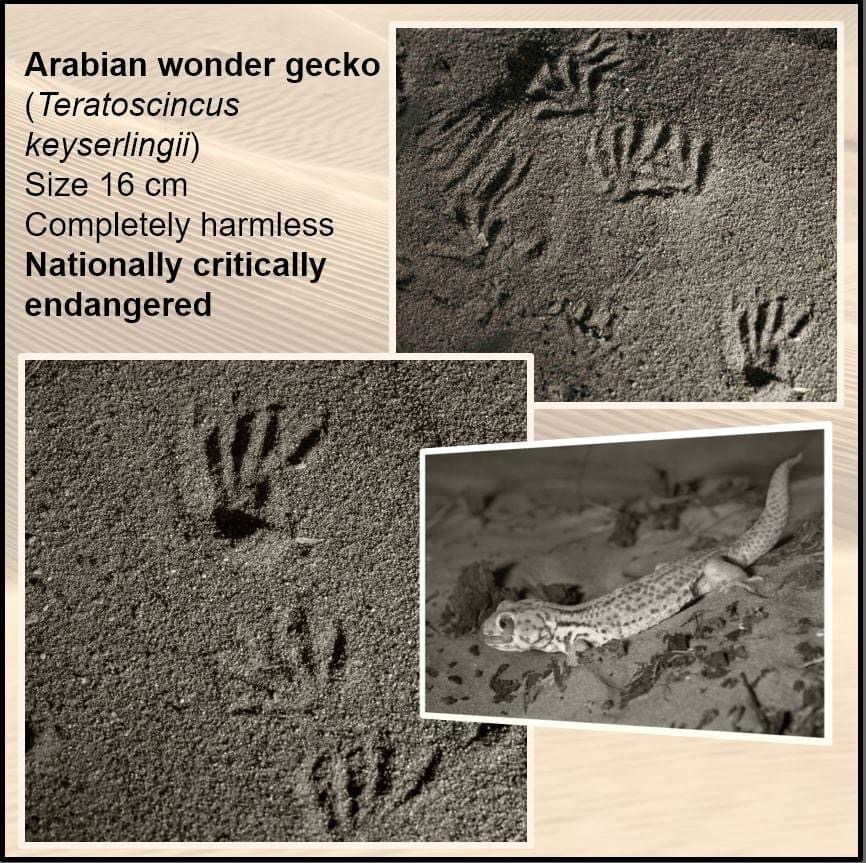 Arabian wonder gecko tracks