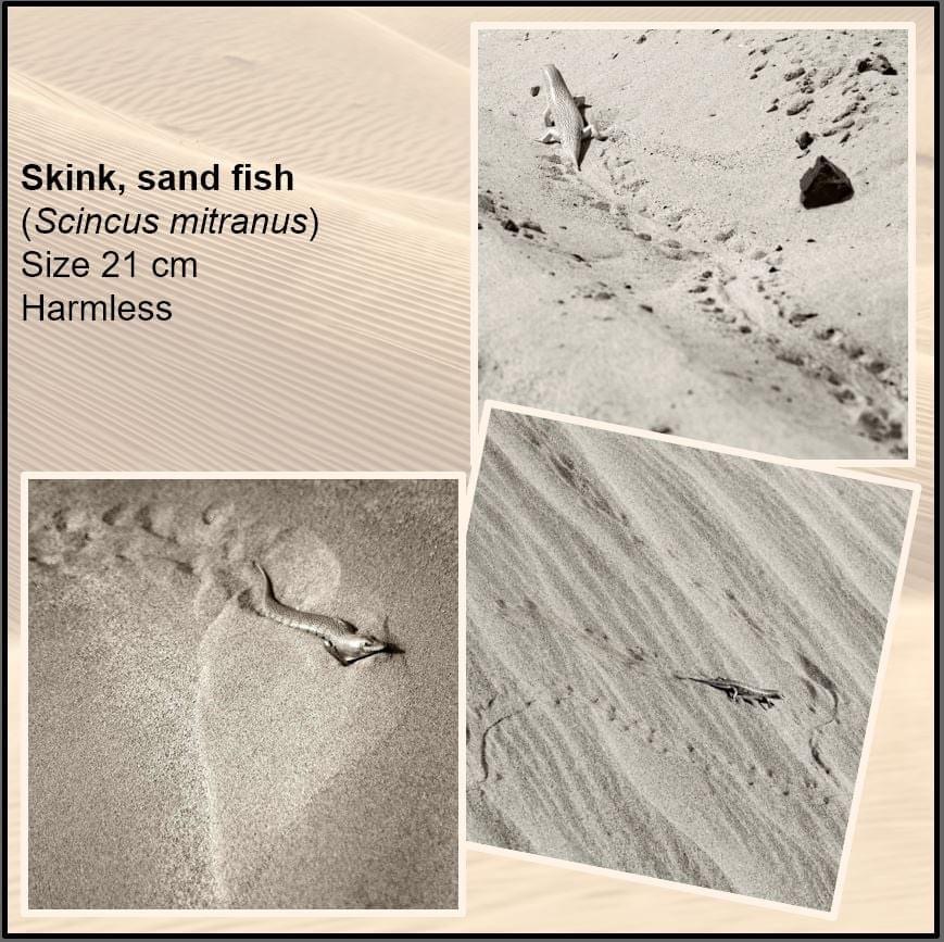 Skink, sand fish tracks