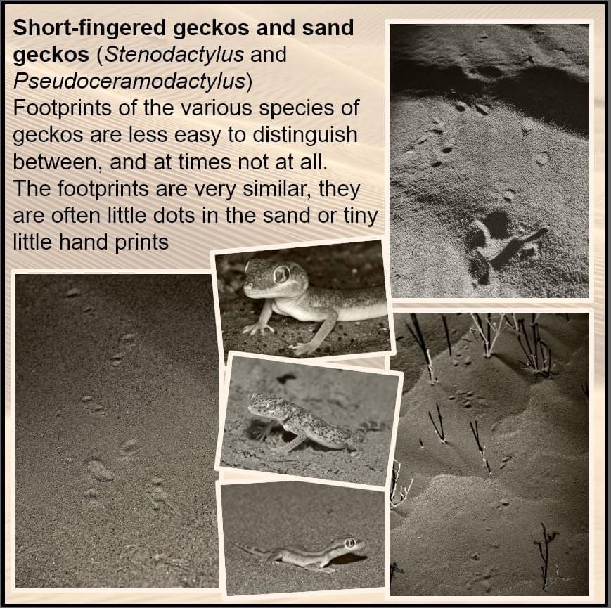 Sand gecko tracks