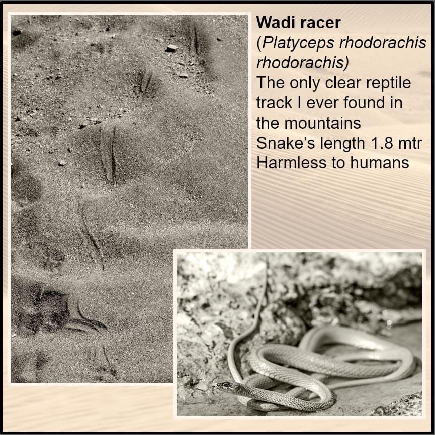 Wadi racer tracks