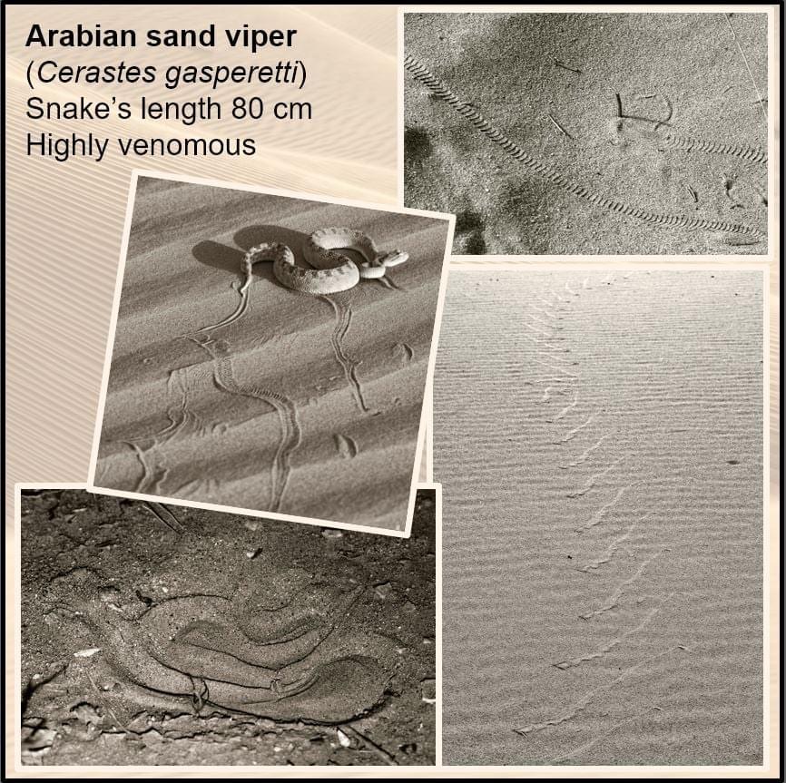 Arabian sand viper tracks