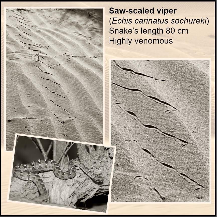 Saw-scaled viper tracks