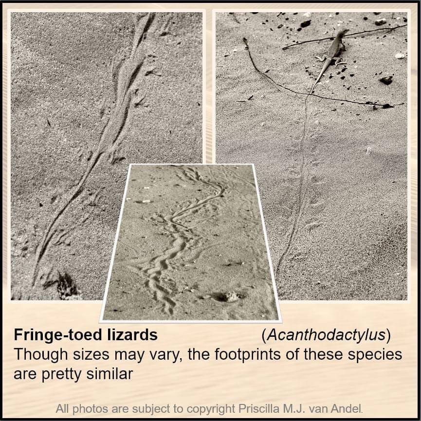 Fringed-toed lizard tracks